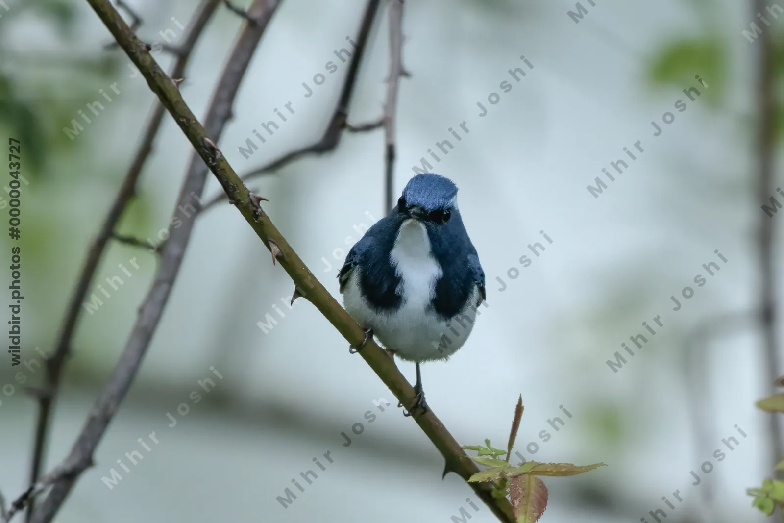 Ultramarine Flycatcher (Ficedula superciliaris, Muscicapidae) in Janjehli, Himachal Pradesh, India