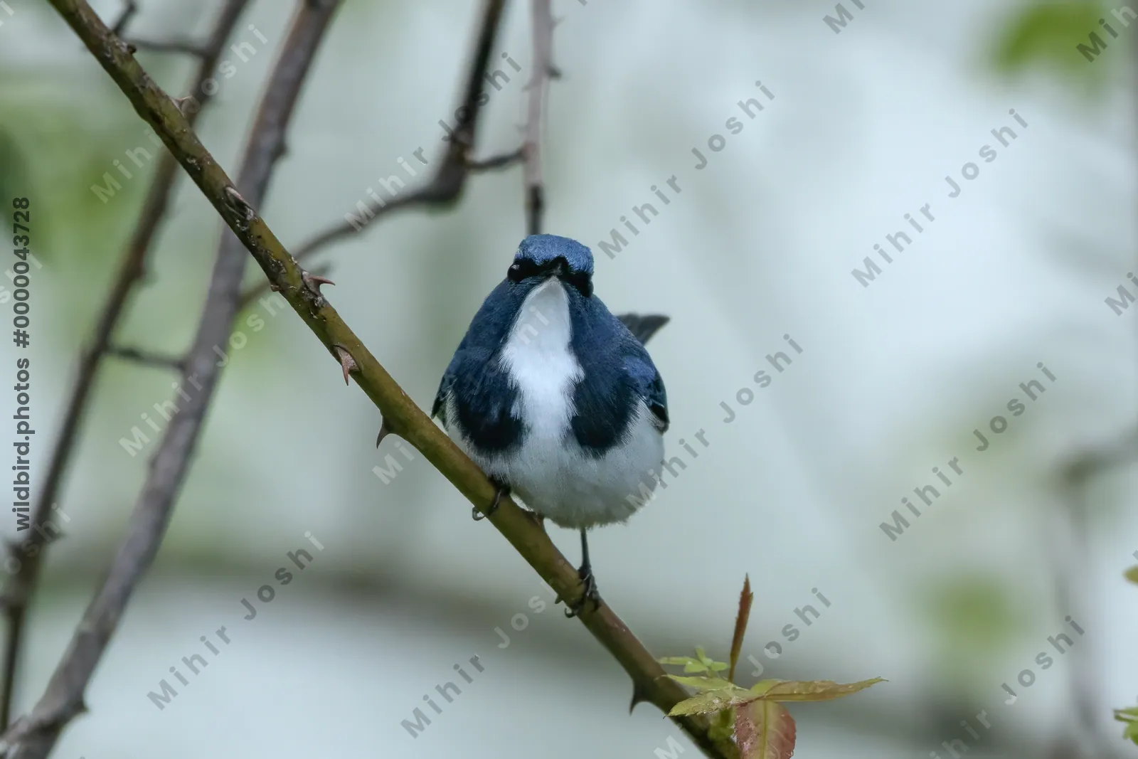 Ultramarine Flycatcher (Ficedula superciliaris, Muscicapidae) in Janjehli, Himachal Pradesh, India