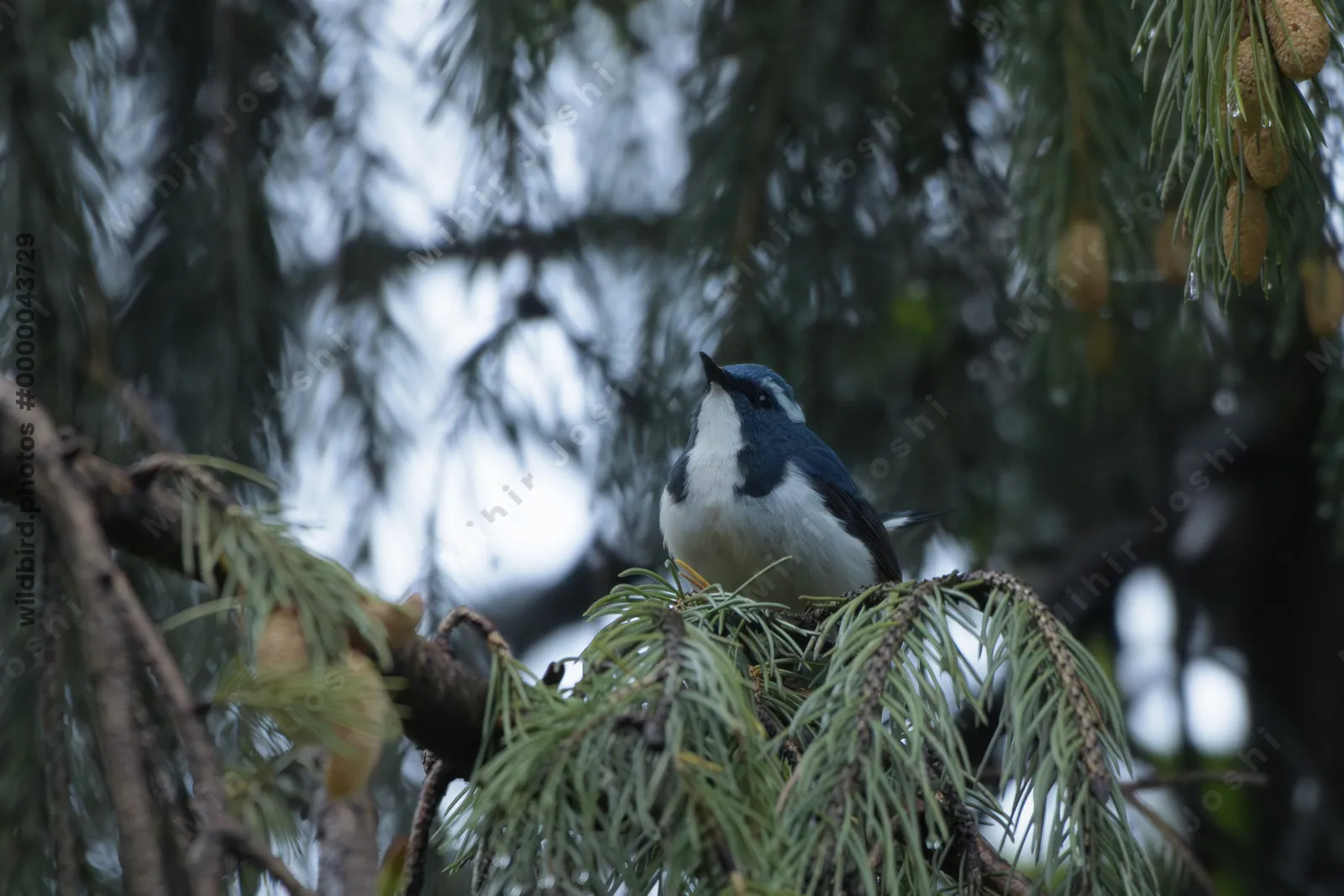 Ultramarine Flycatcher (Ficedula superciliaris, Muscicapidae) in Janjehli, Himachal Pradesh, India