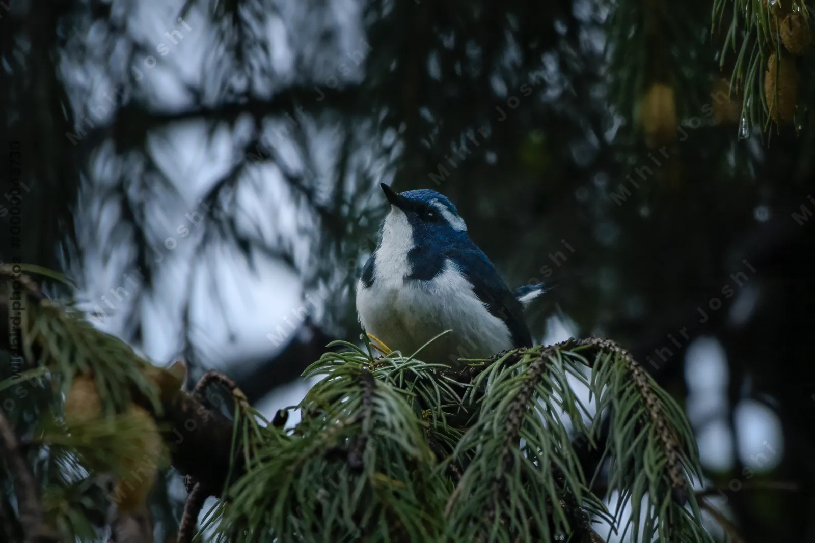 Ultramarine Flycatcher (Ficedula superciliaris, Muscicapidae) in Janjehli, Himachal Pradesh, India
