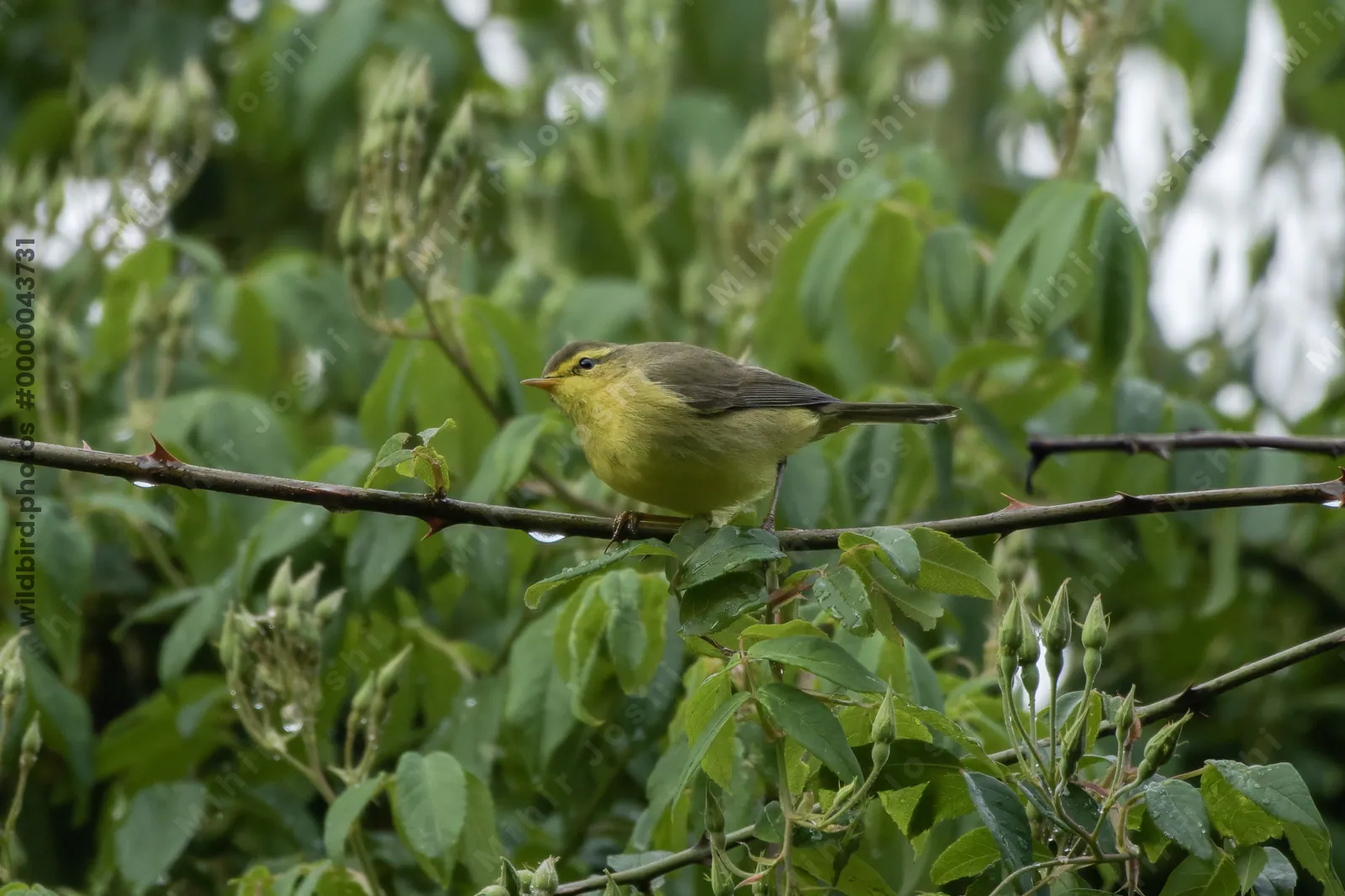 Tickell's Leaf Warbler (Phylloscopus affinis, Phylloscopidae) in Janjehli, Himachal Pradesh, India
