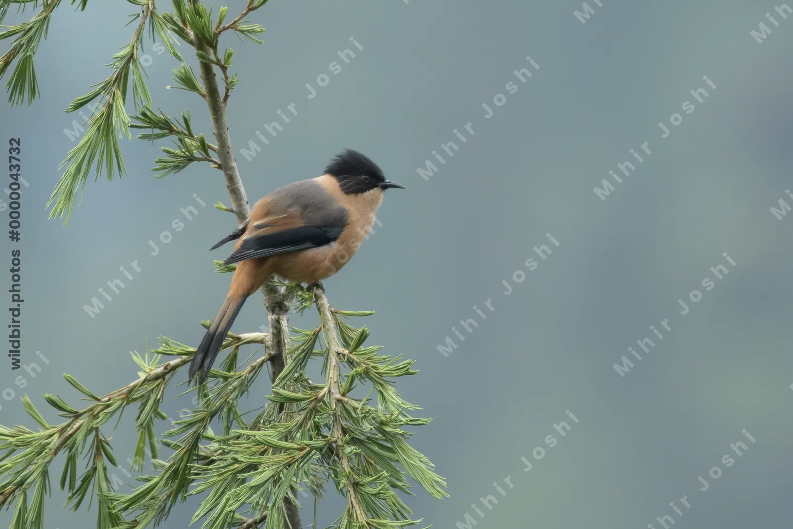 Rufous Sibia (Heterophasia capistrata, Leiothrichidae) in Janjehli, Himachal Pradesh, India
