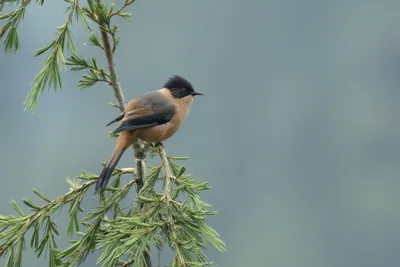 Rufous Sibia (Heterophasia capistrata, Leiothrichidae) in Janjehli, Himachal Pradesh, India