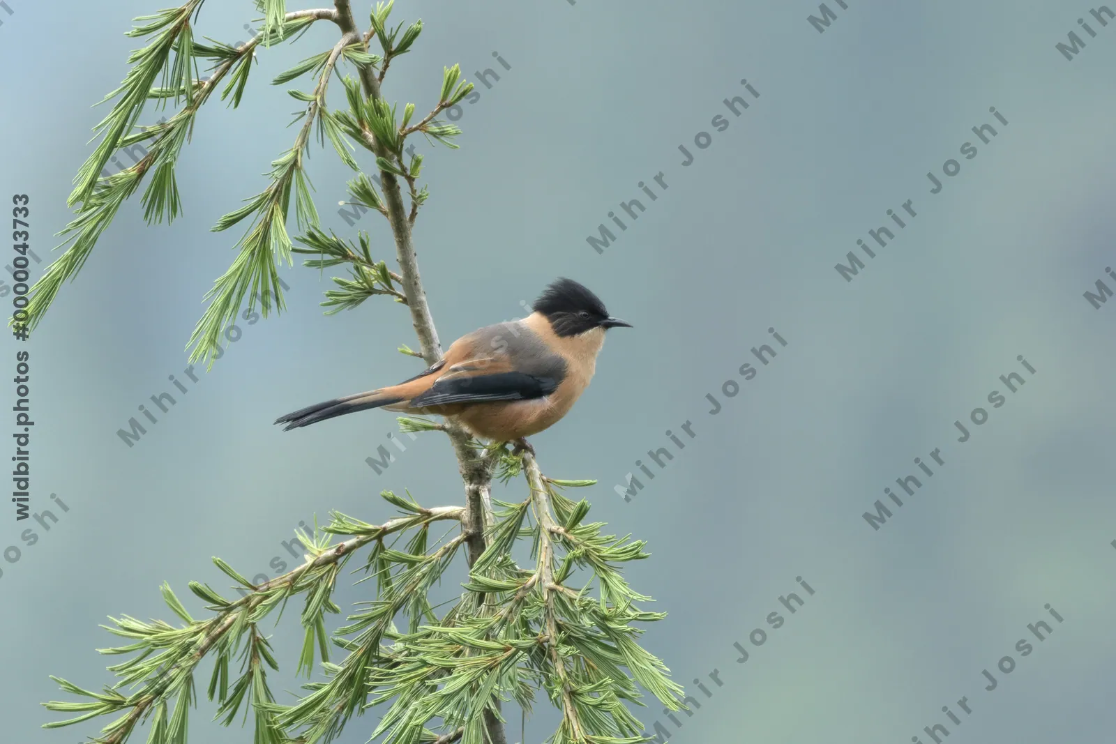 Rufous Sibia (Heterophasia capistrata, Leiothrichidae) in Janjehli, Himachal Pradesh, India