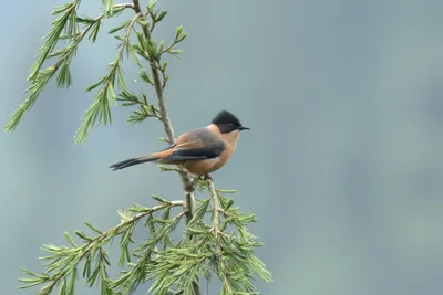 Rufous Sibia (Heterophasia capistrata, Leiothrichidae) in Janjehli, Himachal Pradesh, India