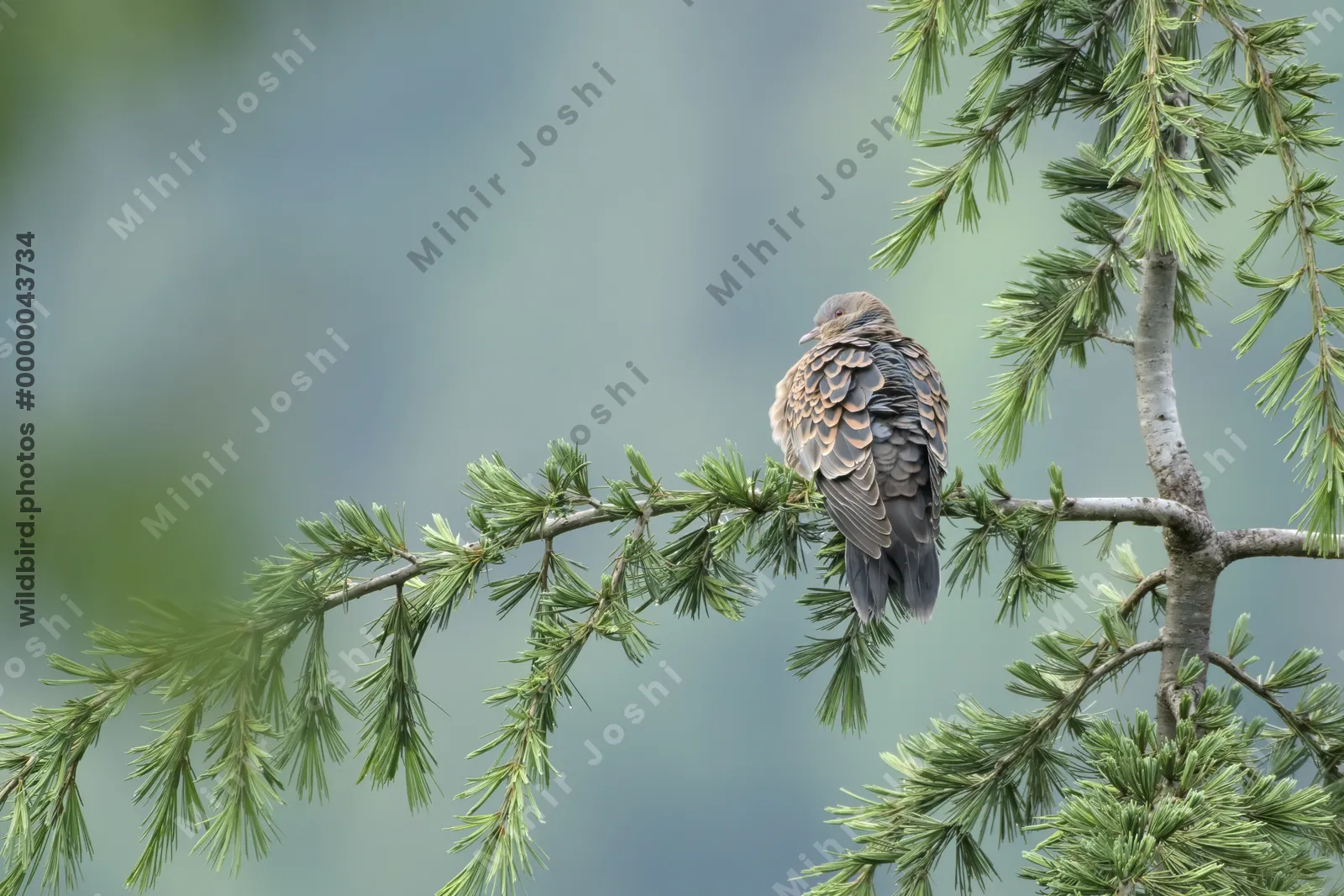 Oriental Turtle Dove (Streptopelia orientalis, Columbidae) in Janjehli, Himachal Pradesh, India
