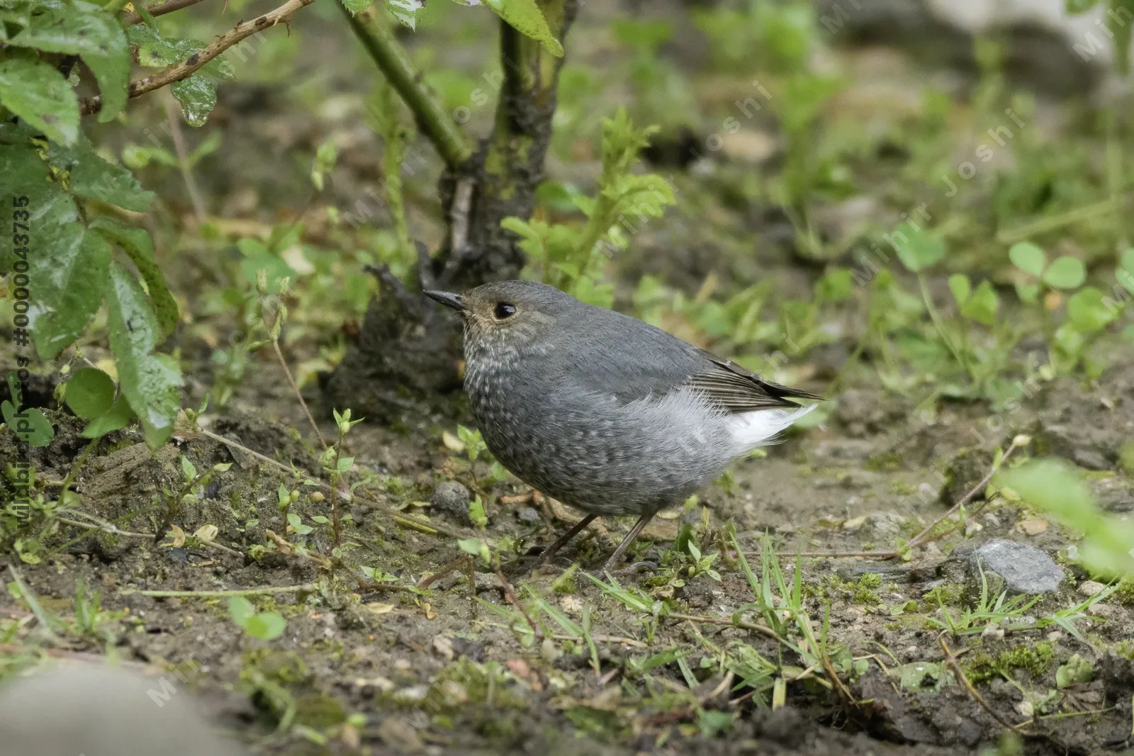 Plumbeous Redstart (Phoenicurus fuliginosus, Muscicapidae) in Janjehli, Himachal Pradesh, India