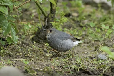 Plumbeous Redstart (Phoenicurus fuliginosus, Muscicapidae) in Janjehli, Himachal Pradesh, India