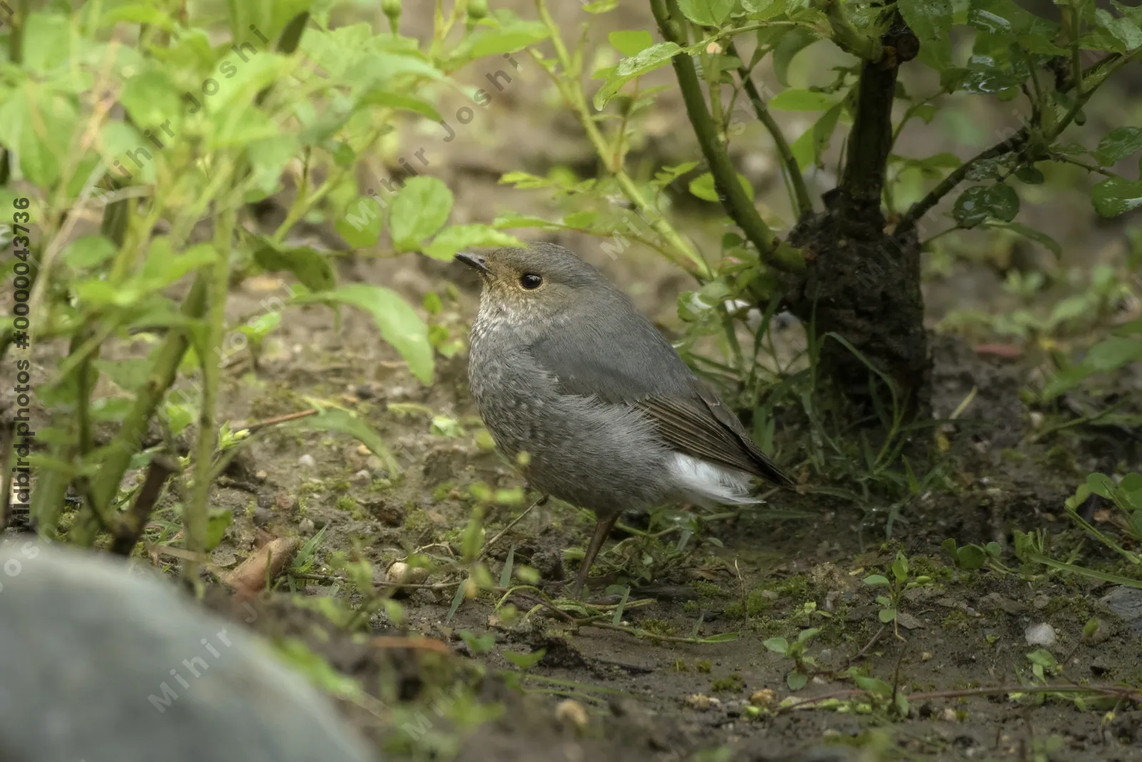 Plumbeous Redstart (Phoenicurus fuliginosus, Muscicapidae) in Janjehli, Himachal Pradesh, India