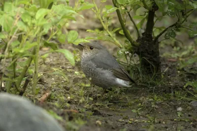 Plumbeous Redstart (Phoenicurus fuliginosus, Muscicapidae) in Janjehli, Himachal Pradesh, India