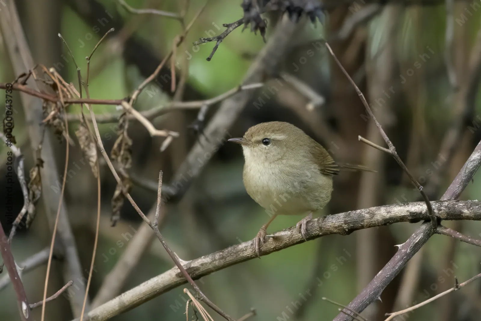 Brown-flanked Bush Warbler (Horornis fortipes, Cettiidae) perched on rain-wet foliage in Janjehli, Himachal Pradesh, India