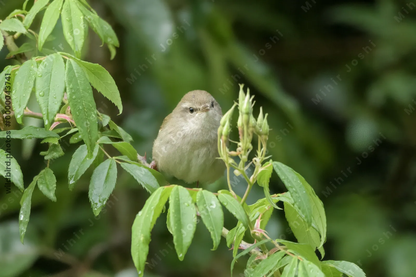 Brown-flanked Bush Warbler (Horornis fortipes, Cettiidae) perched on rain-wet foliage in Janjehli, Himachal Pradesh, India