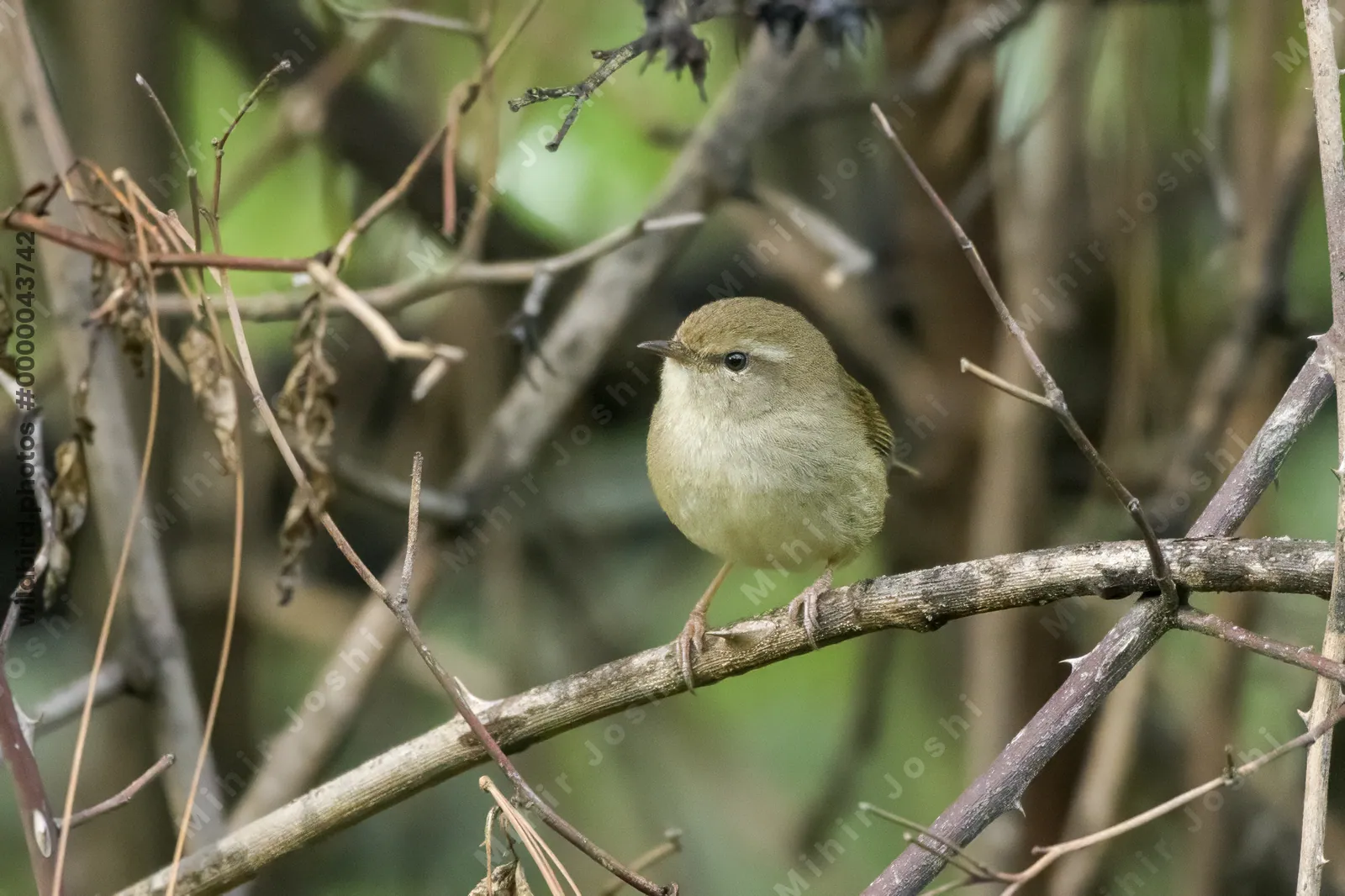 Brown-flanked Bush Warbler (Horornis fortipes, Cettiidae) perched on rain-wet foliage in Janjehli, Himachal Pradesh, India