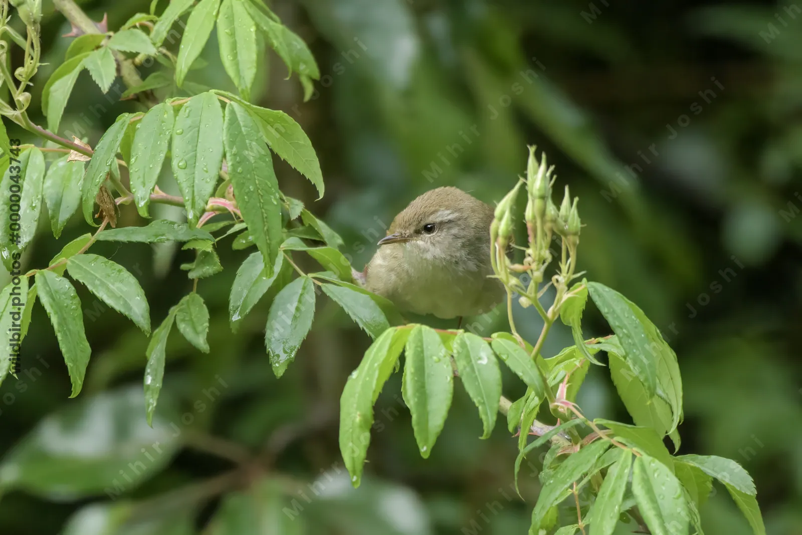 Brown-flanked Bush Warbler (Horornis fortipes, Cettiidae) perched on rain-wet foliage in Janjehli, Himachal Pradesh, India