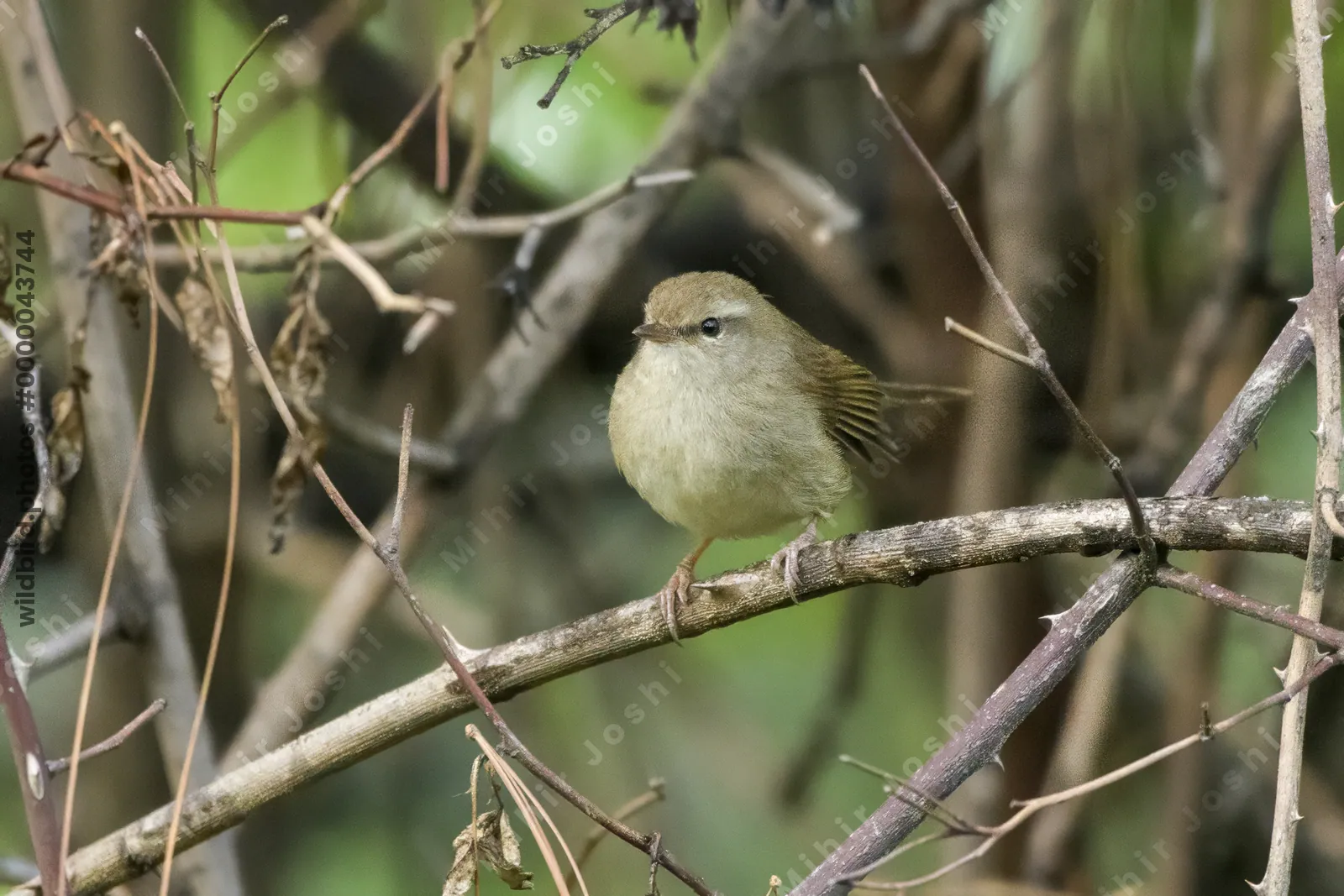 Brown-flanked Bush Warbler (Horornis fortipes, Cettiidae) perched on rain-wet foliage in Janjehli, Himachal Pradesh, India
