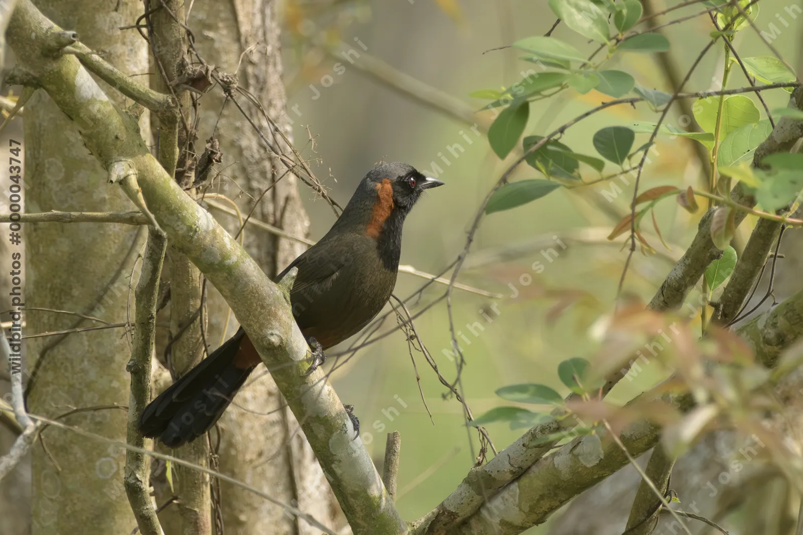 Rufous-necked Laughingthrush (Garrulax ruficollis) perched on branch at Manas National Park, Assam, India