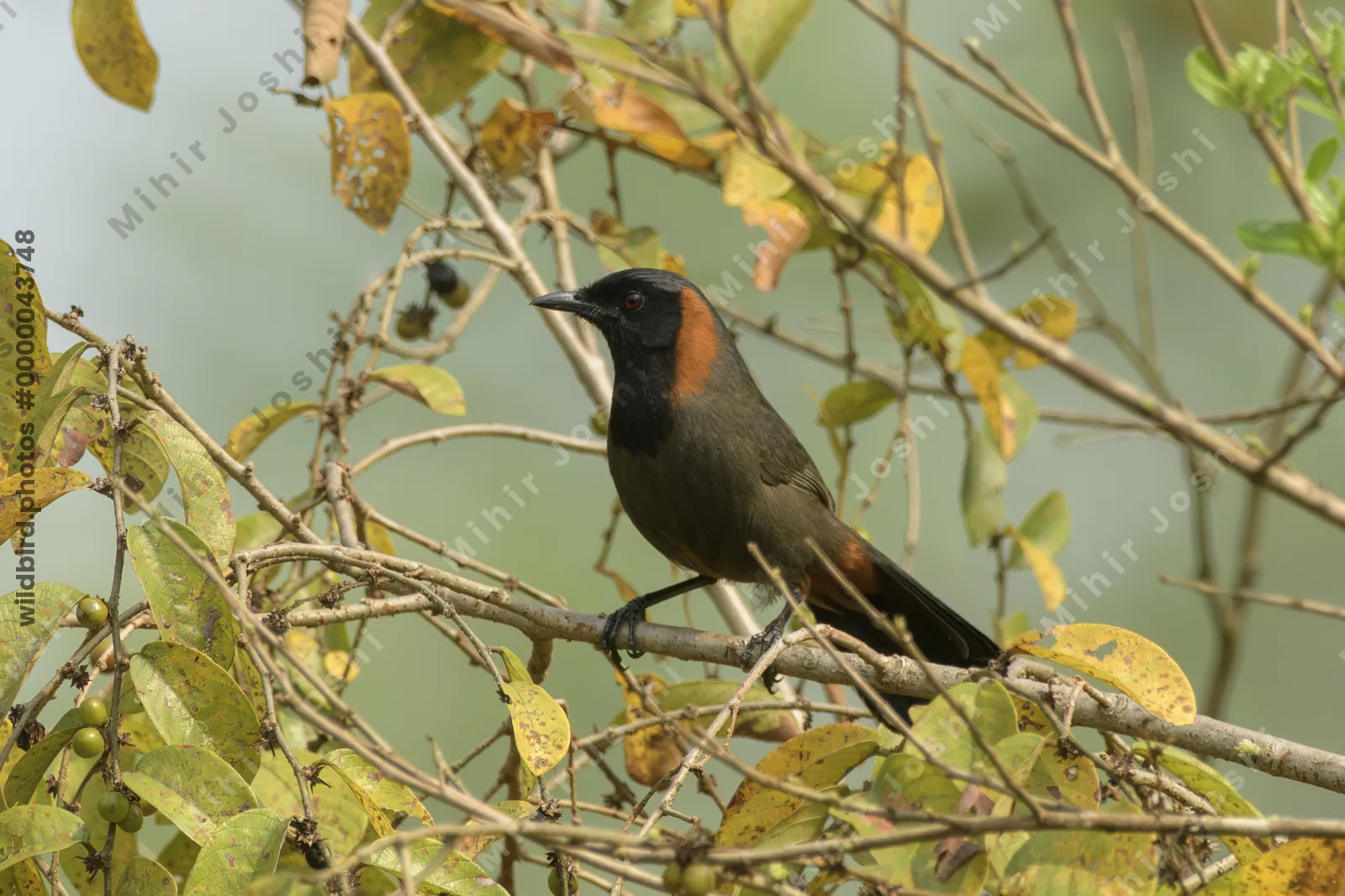 Rufous-necked Laughingthrush (Garrulax ruficollis) perched on branch at Manas National Park, Assam, India