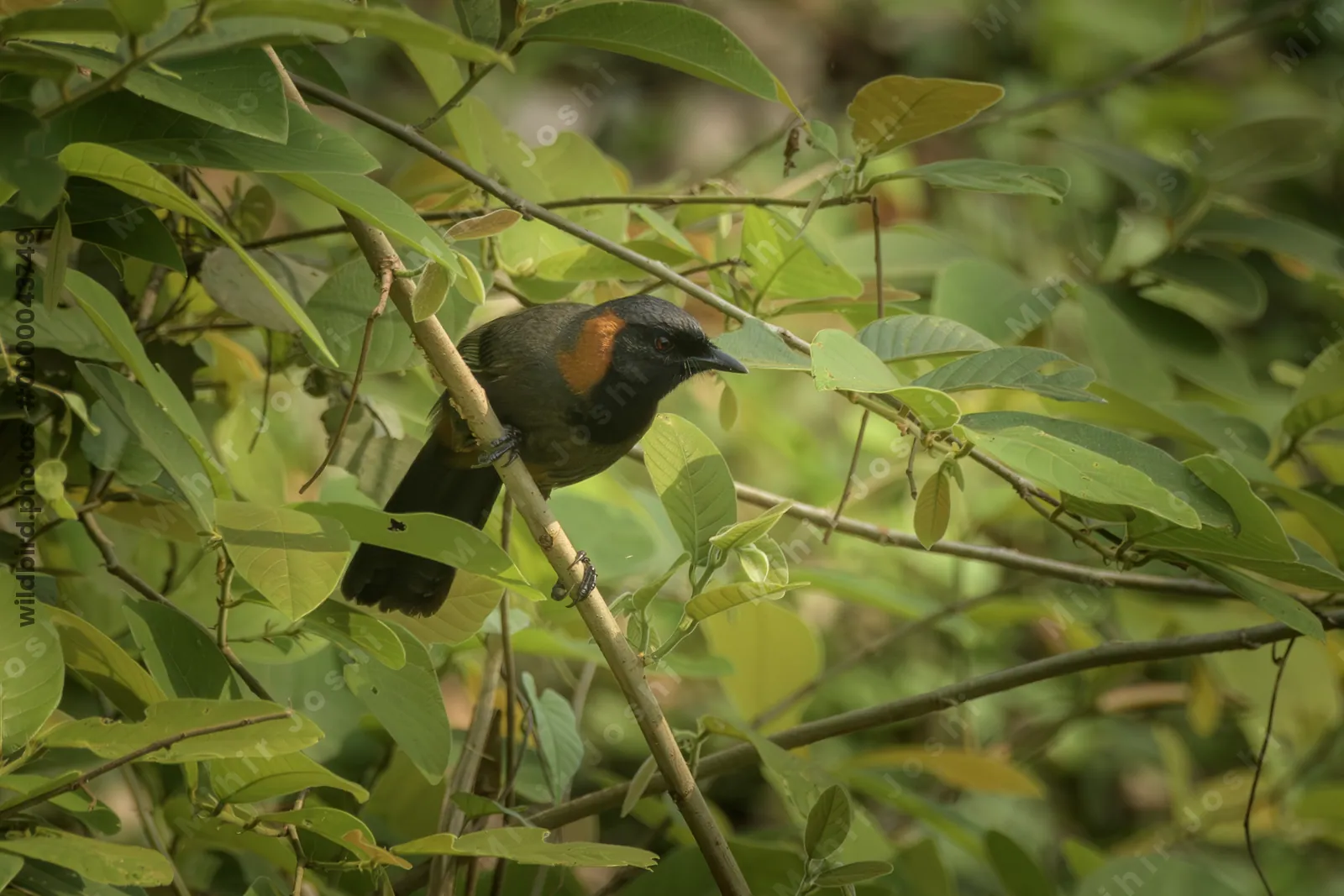 Rufous-necked Laughingthrush (Garrulax ruficollis) perched on branch at Manas National Park, Assam, India