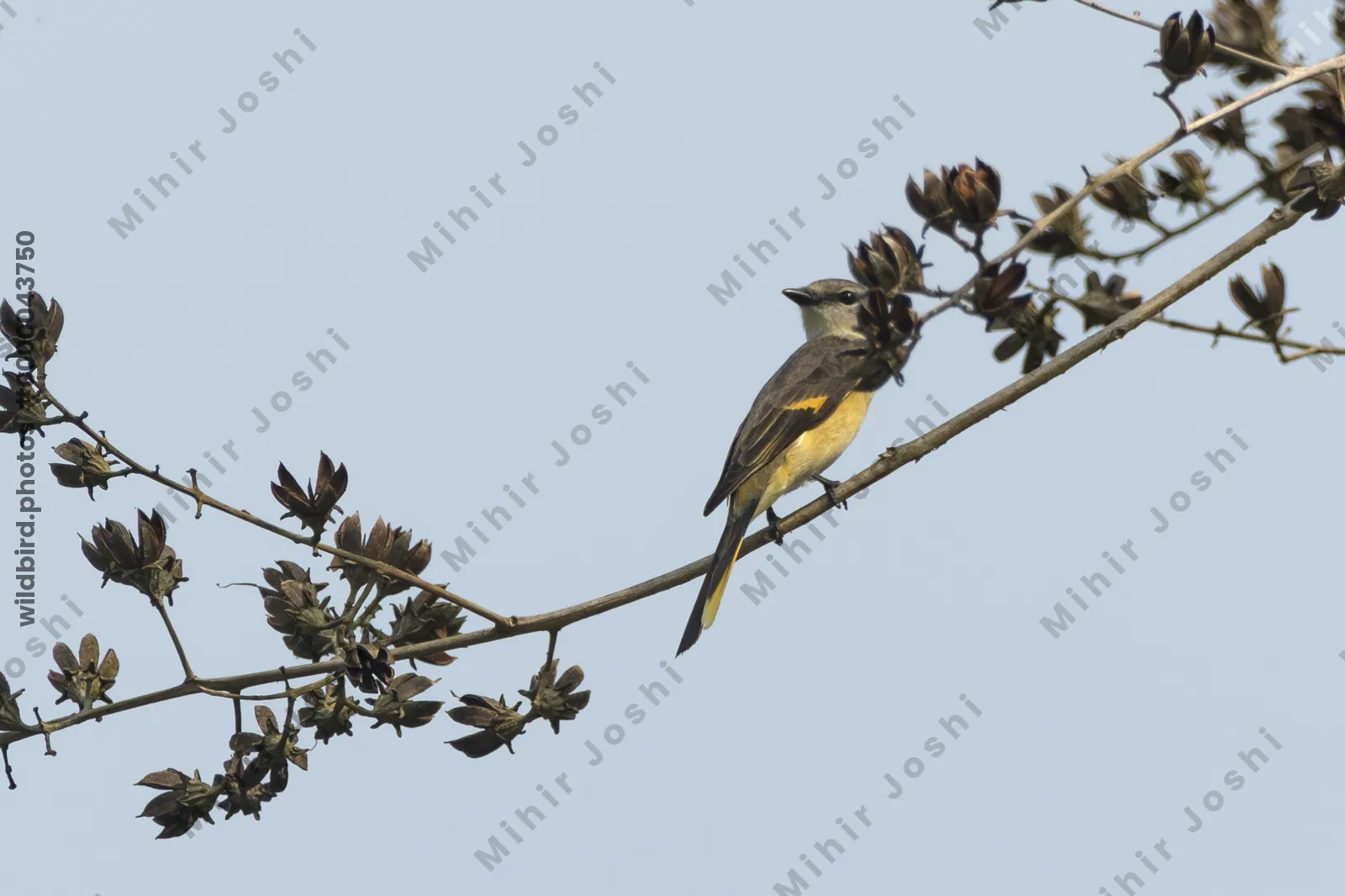 Male Rosy Minivet perched on branch in forest canopy at Manas National Park, Assam, India.