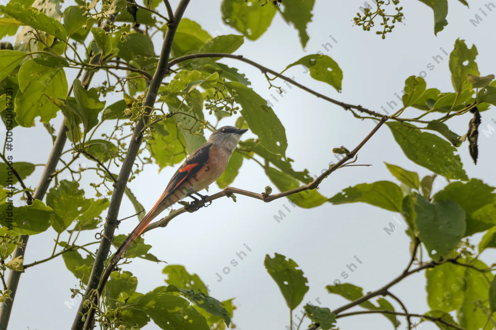 Male Rosy Minivet perched on branch in forest canopy at Manas National Park, Assam, India.