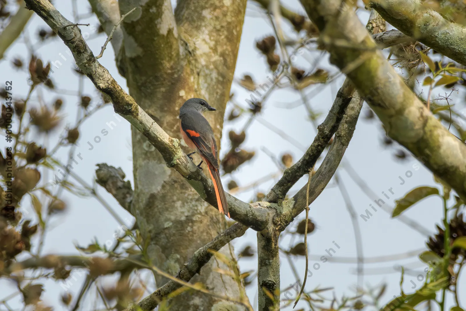 Male Rosy Minivet perched on branch in forest canopy at Manas National Park, Assam, India.
