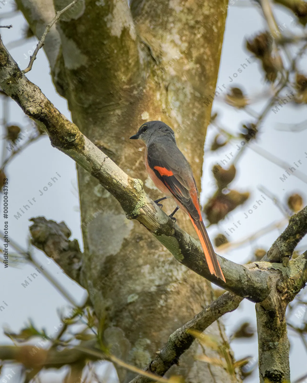 Male Rosy Minivet perched on branch in forest canopy at Manas National Park, Assam, India.