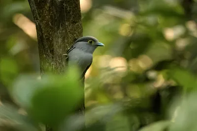 Grey-lored Broadbill (Serilophus rubropygius) perched on a branch in forest habitat of Manas National Park, Assam, India.