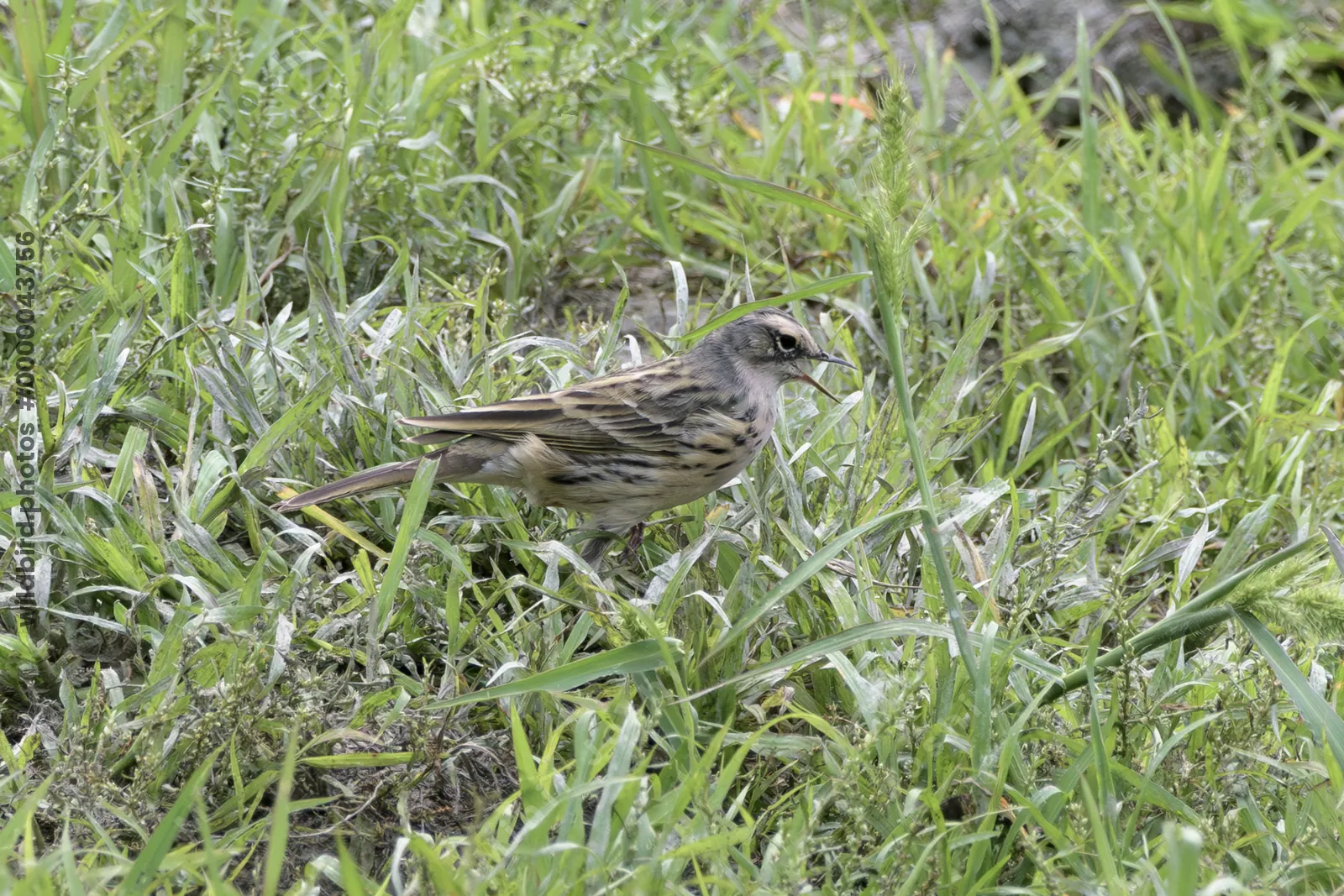 Rosy Pipit calling in grassy habitat, showing natural behavior, Manas National Park, Assam, India.