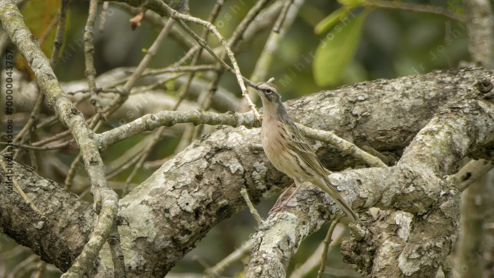 Rosy Pipit (Anthus roseatus) perched on tree branch in Manas National Park, Assam, India