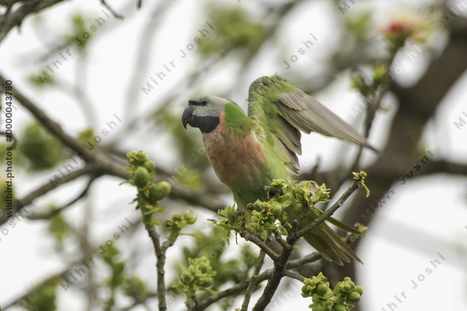 Red-breasted Parakeet (Psittacula alexandri) perched on tree branch in Manas National Park, Assam, India