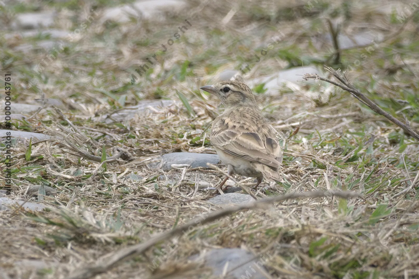 Mongolian Short-toed Lark (Calandrella cheleensis) on ground in Manas National Park, Assam, India