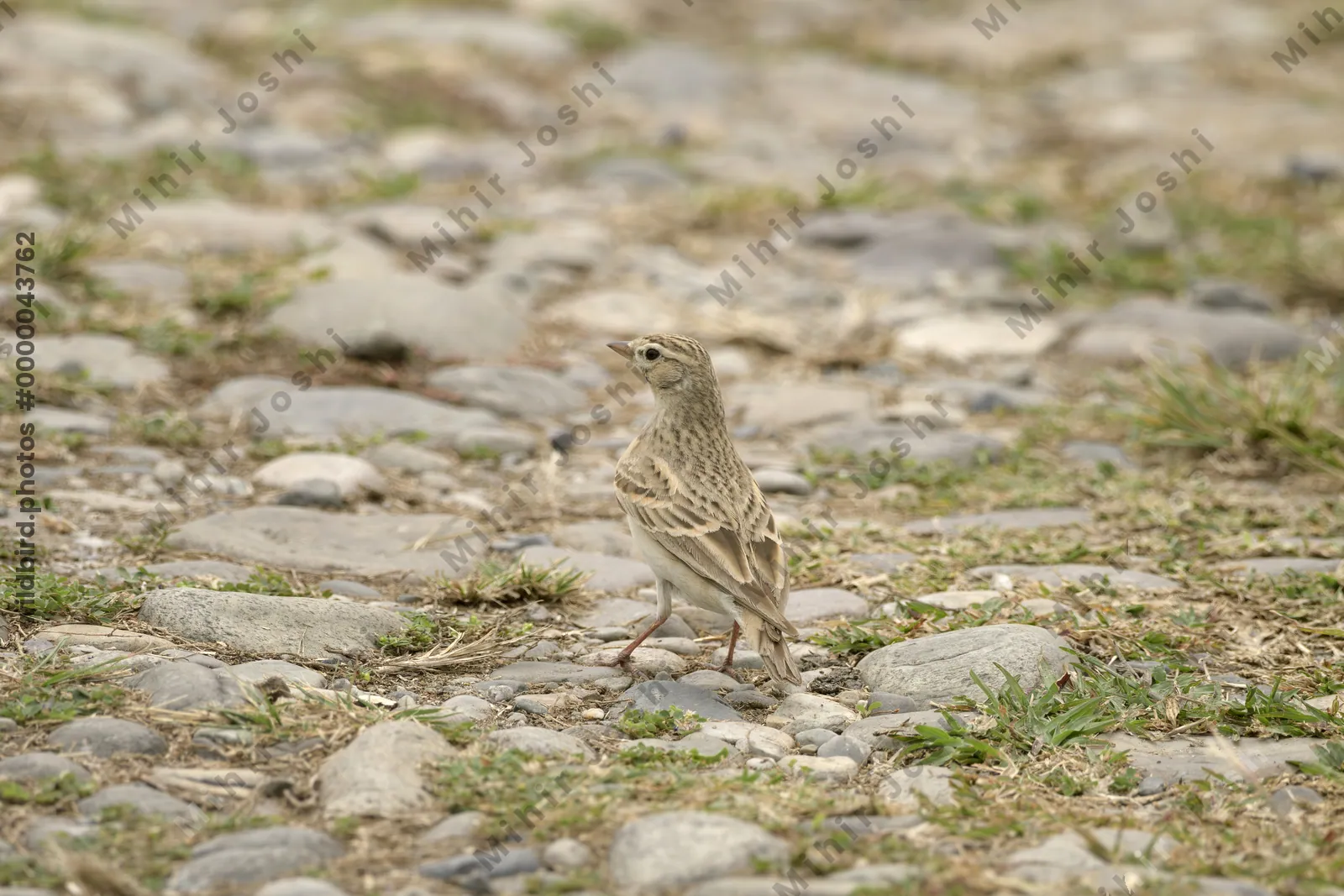 Mongolian Short-toed Lark (Calandrella cheleensis) on ground in Manas National Park, Assam, India