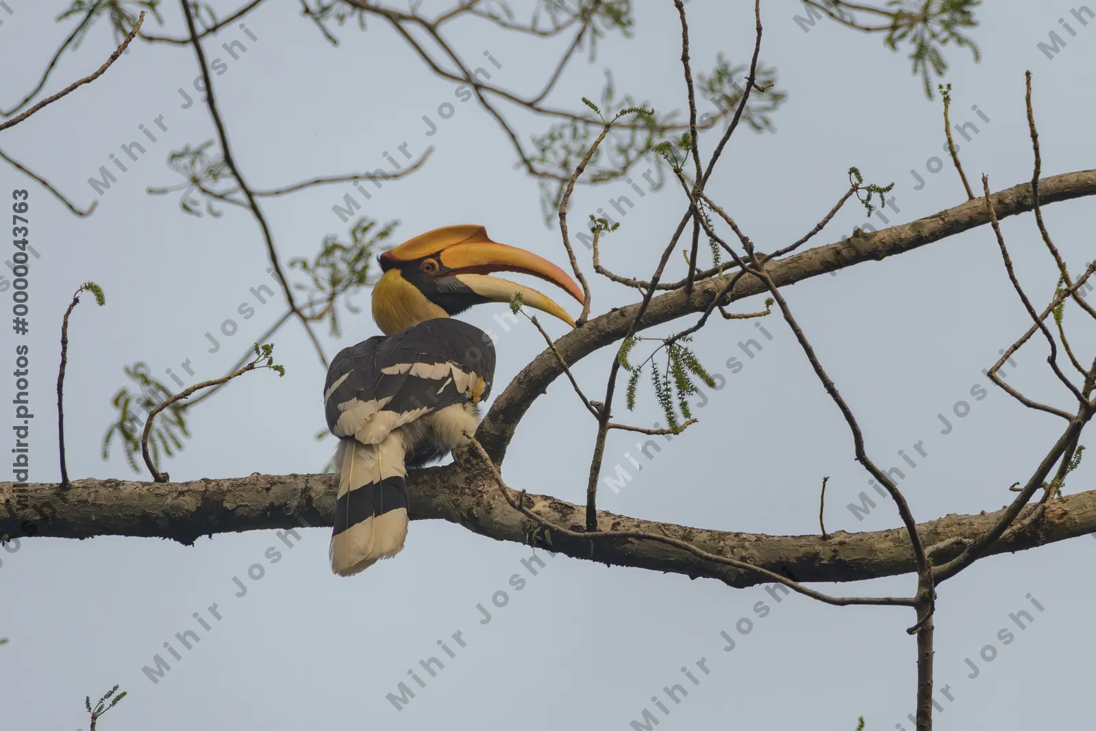 Great Hornbill perched on tree branch showing large casque and bill in Manas National Park, Assam, India.