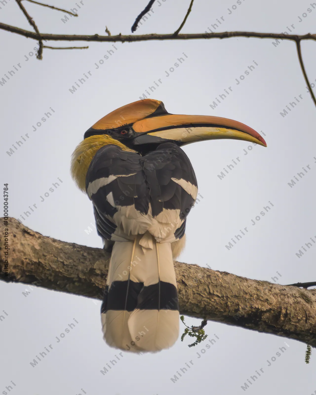 Great Hornbill perched on tree branch showing large casque and bill in Manas National Park, Assam, India.