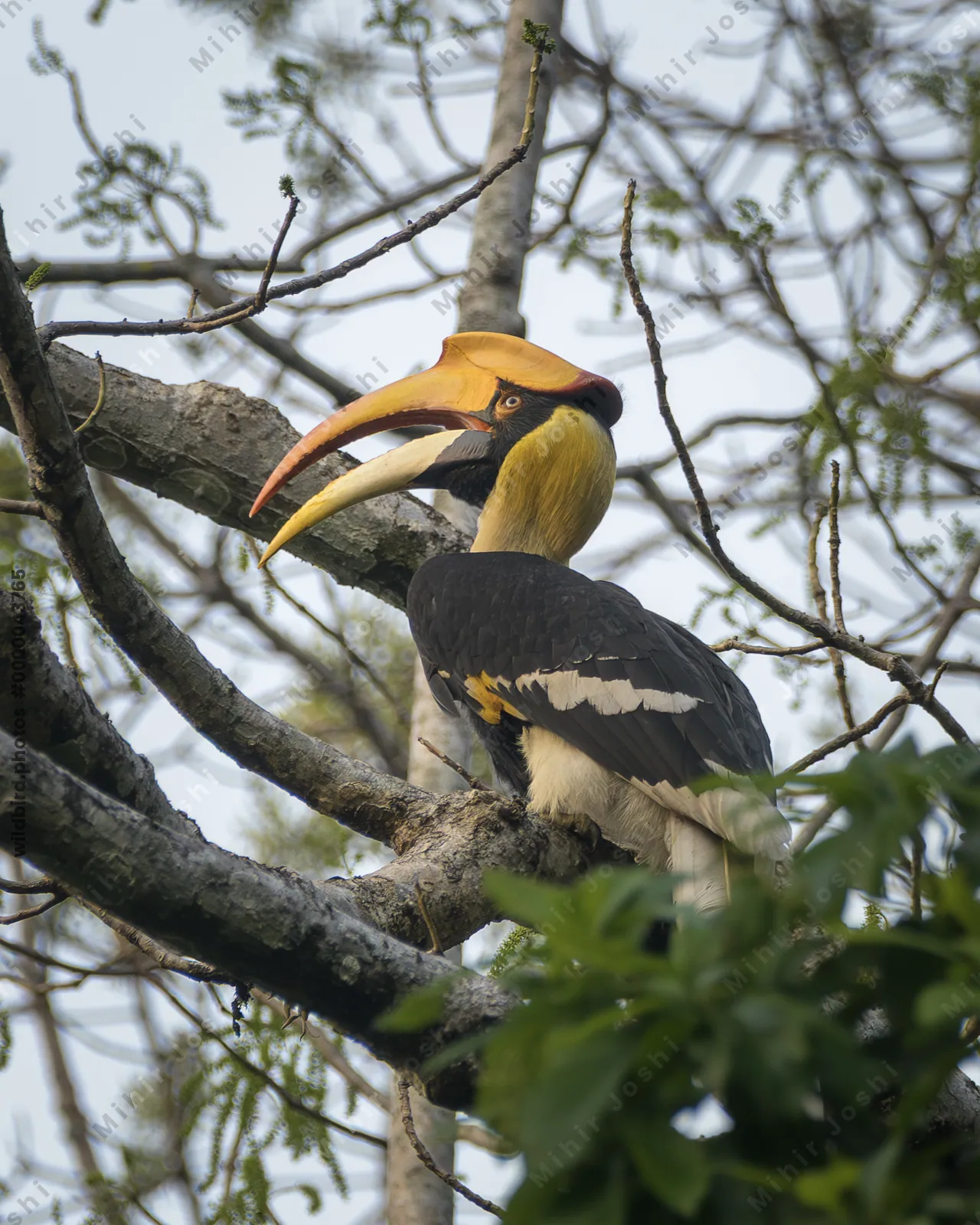 Great Hornbill perched on tree branch showing large casque and bill in Manas National Park, Assam, India.