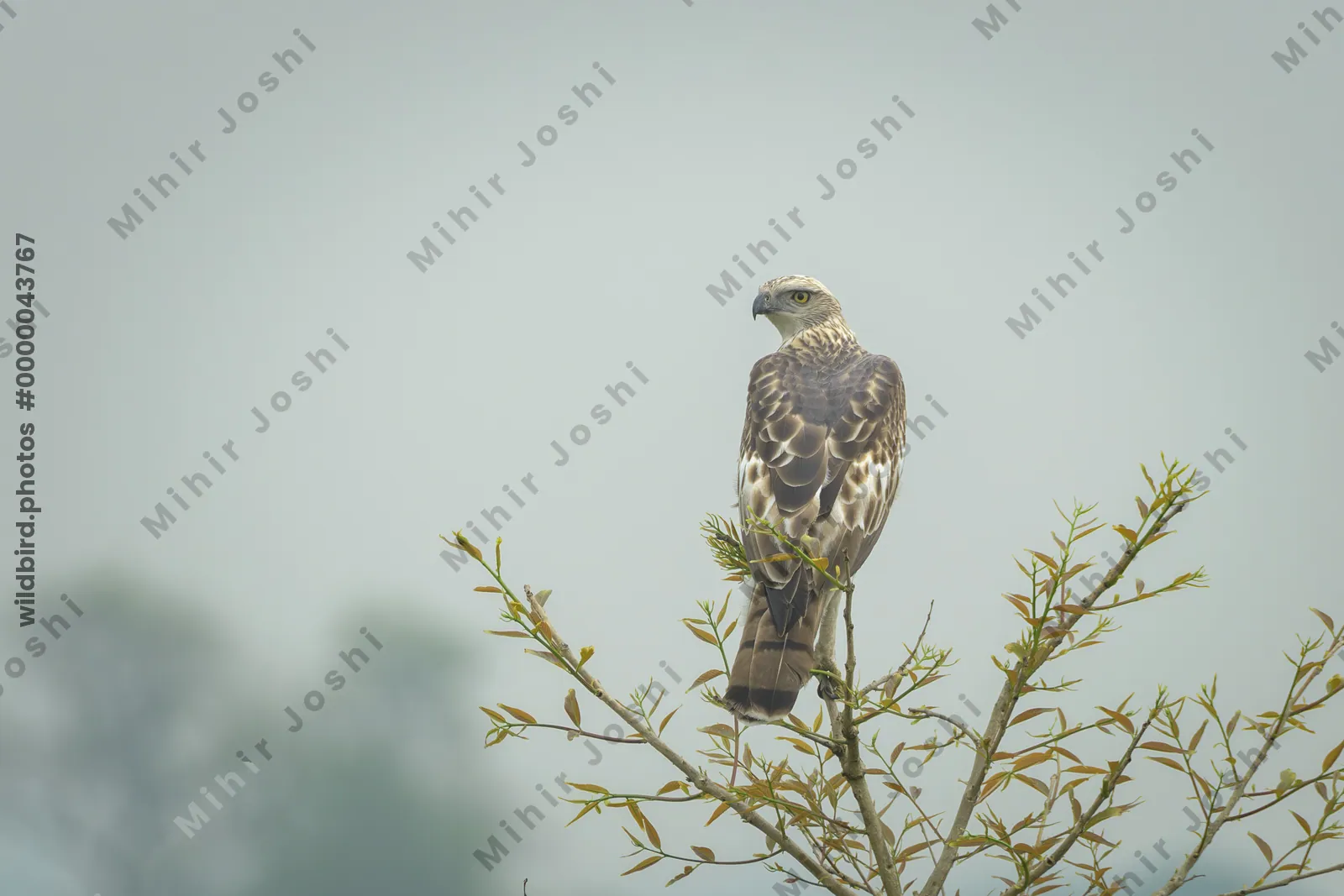 Changeable Hawk-Eagle perched on a treetop against soft sky background in Manas National Park, Assam, India.