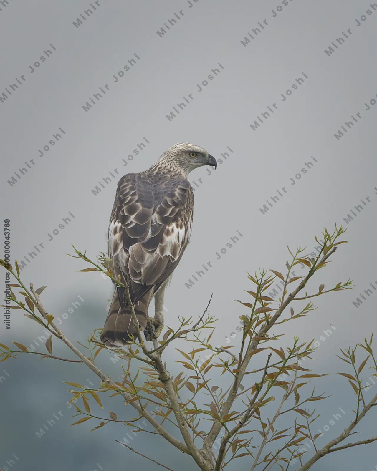 Changeable Hawk-Eagle perched on a treetop against soft sky background in Manas National Park, Assam, India.