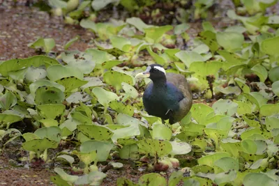 Bronze-winged Jacana standing among aquatic plants in wetland habitat at Manas National Park, Assam, India.