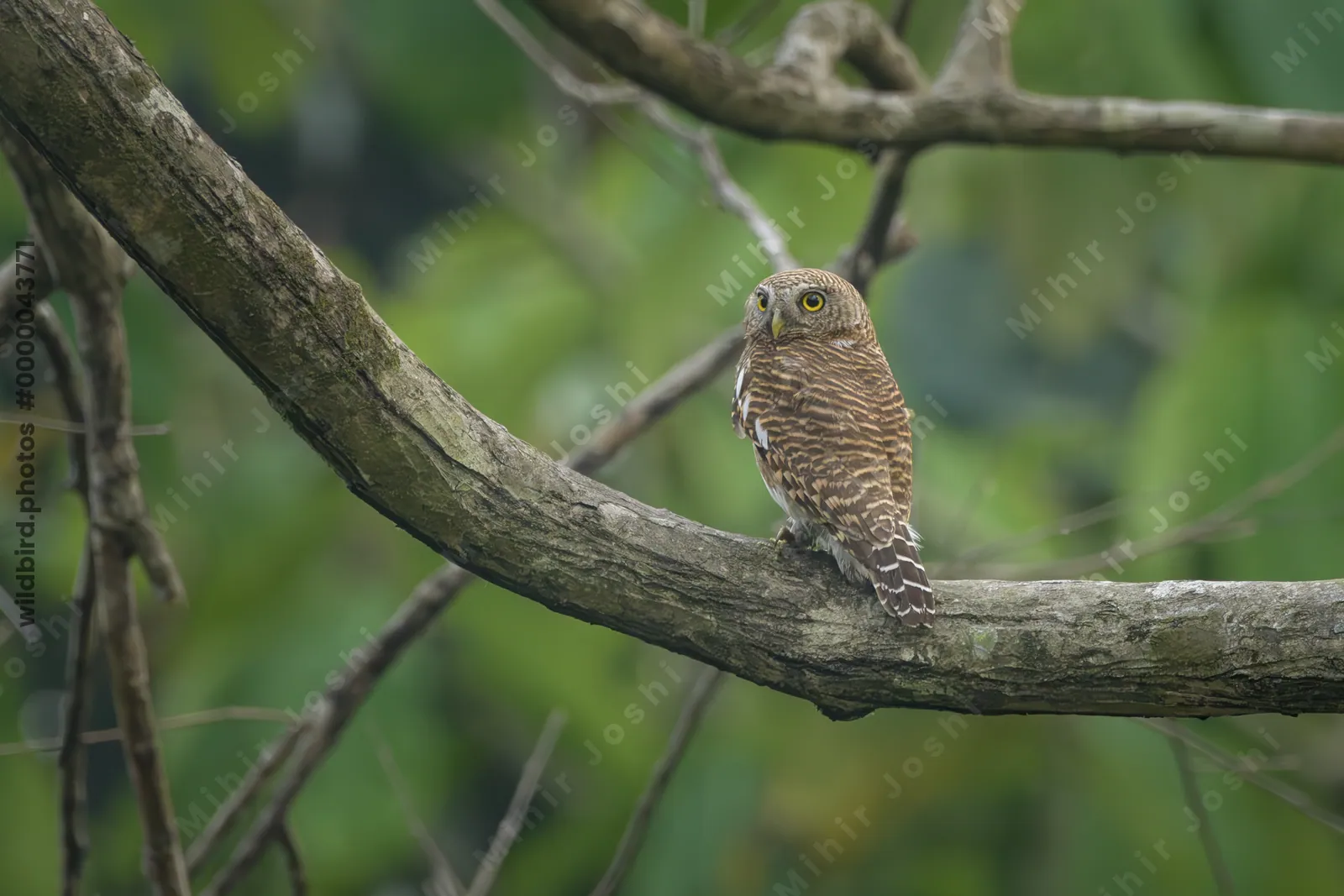 Asian Barred Owlet perched on a tree branch in forest habitat at Manas National Park, Assam, India.