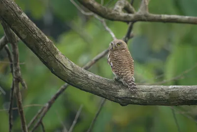 Asian Barred Owlet perched on a tree branch in forest habitat at Manas National Park, Assam, India.