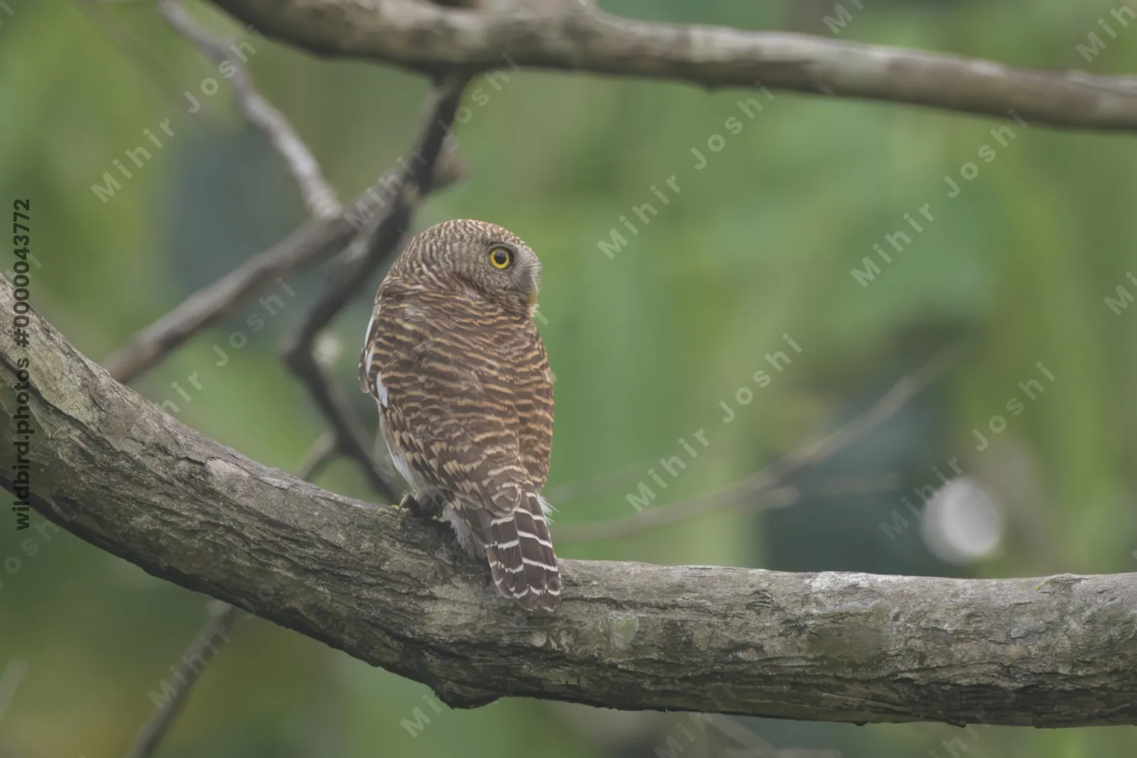 Asian Barred Owlet perched on a tree branch in forest habitat at Manas National Park, Assam, India.