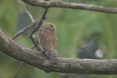 Asian Barred Owlet perched on a tree branch in forest habitat at Manas National Park, Assam, India.