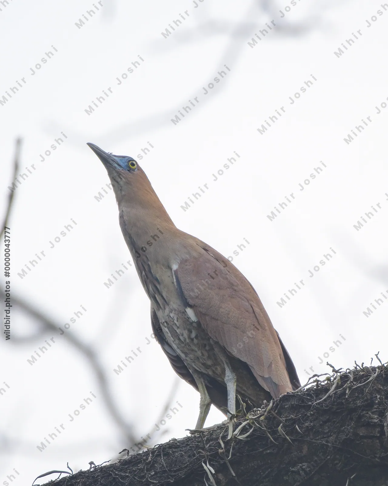 Malayan Night Heron perched on tree branch in forest habitat at Manas National Park, Assam, India.