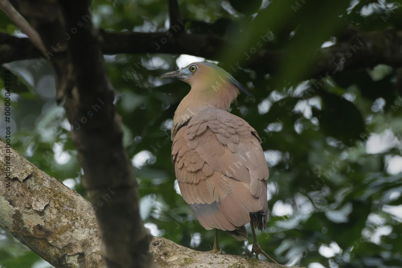 Malayan Night Heron perched on tree branch in forest habitat at Manas National Park, Assam, India.