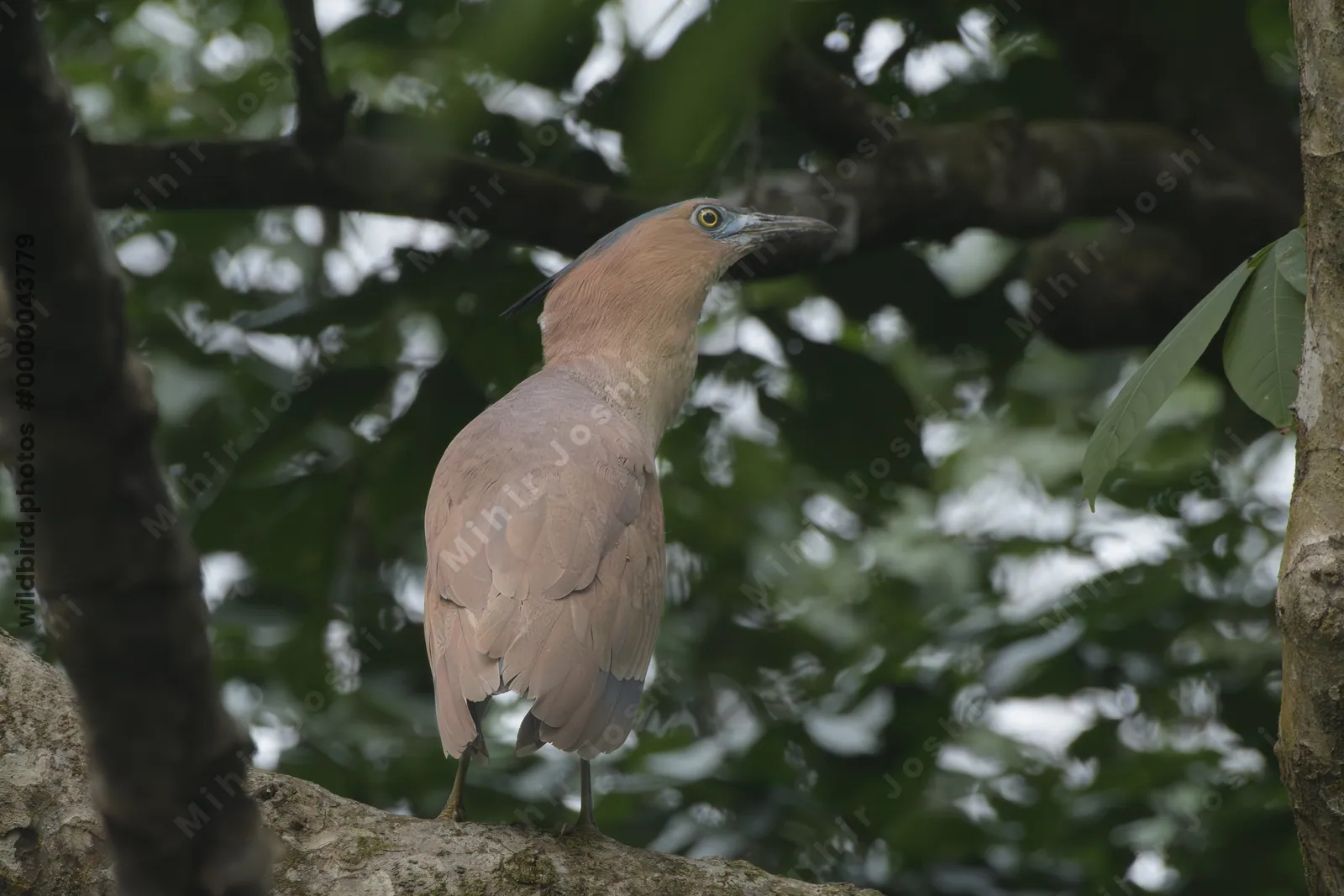 Malayan Night Heron perched on tree branch in forest habitat at Manas National Park, Assam, India.
