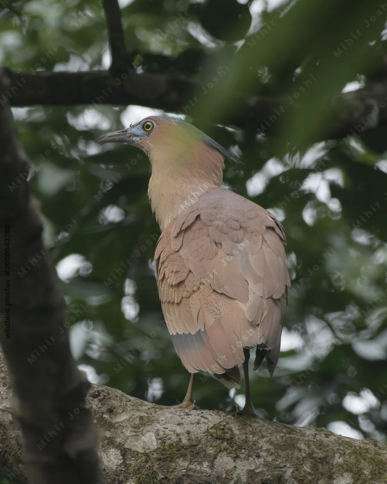 Malayan Night Heron perched on tree branch in forest habitat at Manas National Park, Assam, India.