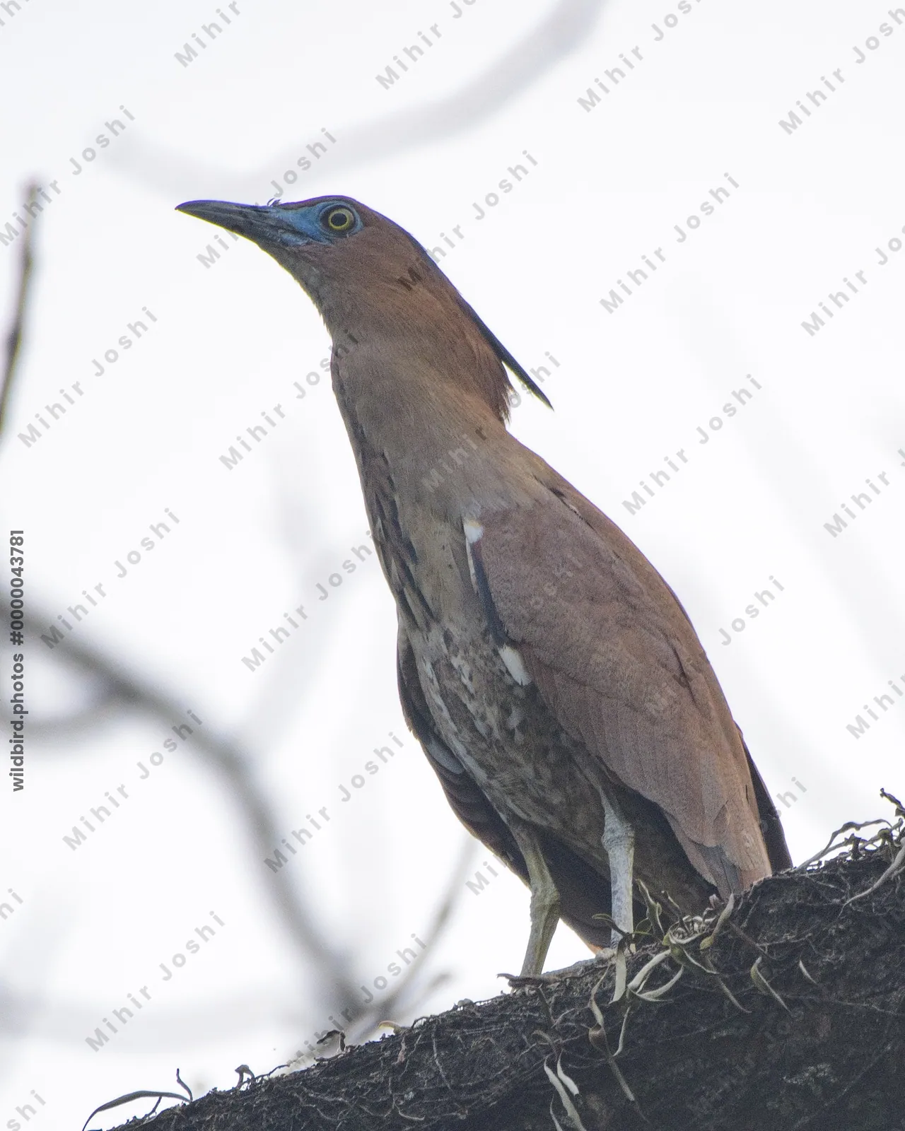 Malayan Night Heron perched on tree branch in forest habitat at Manas National Park, Assam, India.