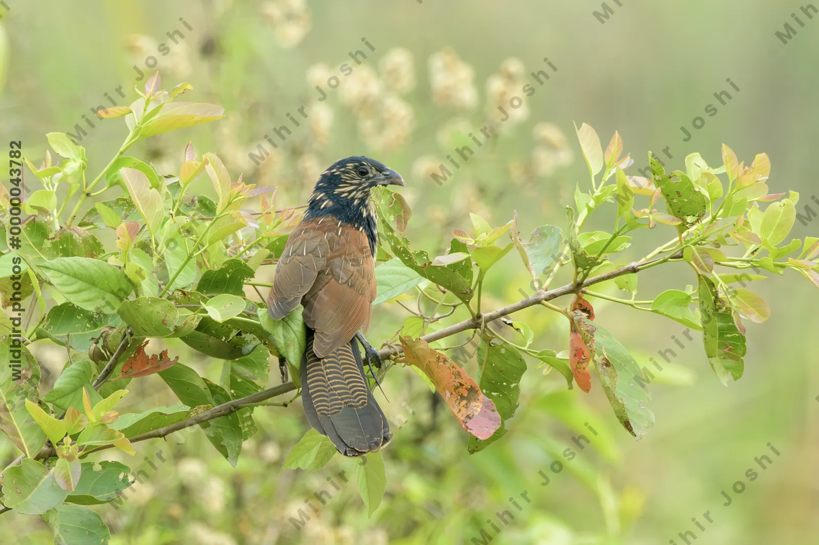 Lesser Coucal (Centropus bengalensis) perched on leafy vegetation in natural habitat in Manas National Park, Assam, India.