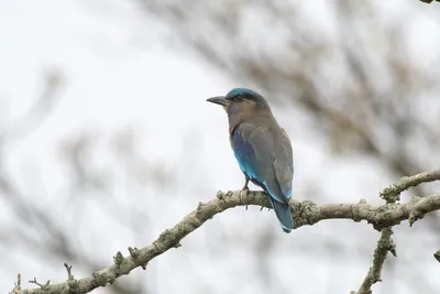 Indochinese Roller (Coracias affinis) perched on a tree branch in natural habitat in Manas National Park, Assam, India.