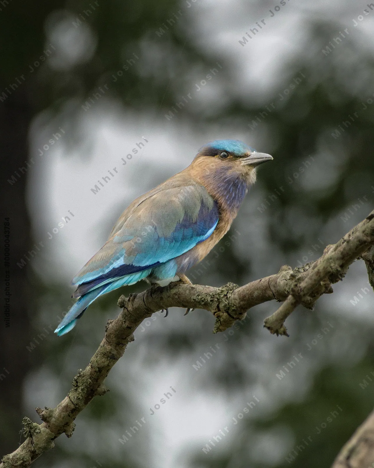 Indochinese Roller (Coracias affinis) perched on a tree branch in natural habitat in Manas National Park, Assam, India.